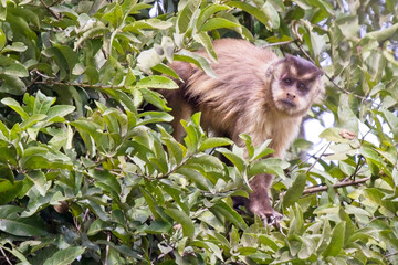 Tufted Capuchin (Sapajus apella), in a tree, Pouso Alegre, Mato Grosso, Brazil.