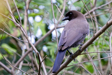 Purplish Jay, (Cyanocorax cyanomelas), perched in a bush, Pouso Alegre, Mato Grosso, Brazil.
