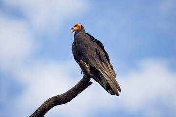 Lesser Yellow-headed Vulture (Cathartes burrovianus), perched in the yop of a dead tree, Pouso Alegre, Mato Grosso, Brazil.