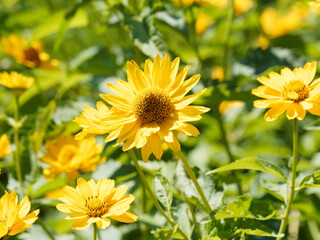 Heliopsis helianthoides (False sunflowers or oxeye sunflowers). Graceful flowers like golden yellow daisies at the top of upright stems