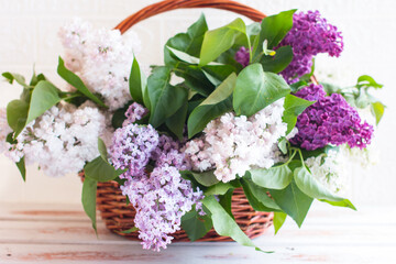 A blooming bouquet of lilacs in a wicker basket. Multicolored lilac