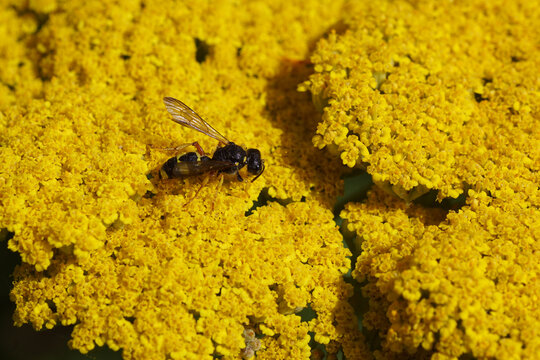 Closeup ornate tailed digger wasp Cerceris rybyensis, Family Crabronidae. On the yellow flowers of thousand-leaf, yarrow (Achillea filipendulina 'Cloth of gold'), family Asteraceae, compositae. 
