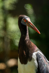 Black stork (Ciconia nigra) standing, head shot.