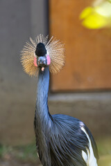 Grey crowned crane, Balearica regulorum, or golden crested crane.