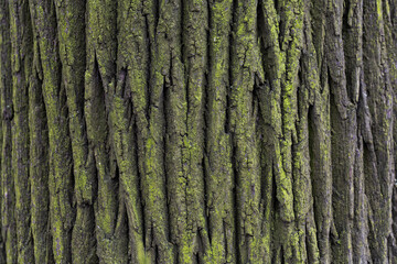 Natural texture of tree bark. Old tree trunk close-up. Natural wood background with bark patterns.