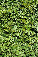 Vertical background image of ivy - parthenocissus.