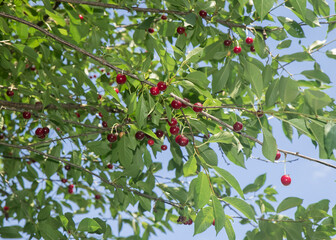 dojrzałe wiśnie na drzewie