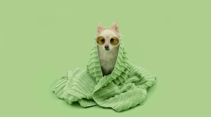 Puppy dog summer. Pomeranian wrapped with a pastel towel and wearing sunglasses. Isolated on green background