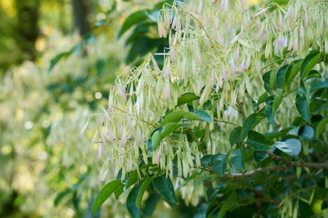 シマトネリコの夏の果実