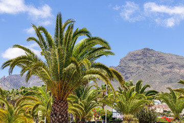 Fototapeta na wymiar Panoramic view on mountain peak Roque del Conde seen from the tourist center of Costa Adeje on Tenerife, Canary Islands, Spain, Europe, EU. Tropical palm trees in the foreground with blue sky. Awe