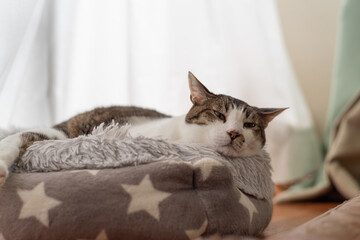 くつろぐ猫　キジトラ白