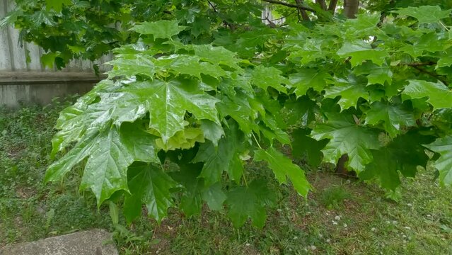 Branch of maple with unripe winged seeds during a rain