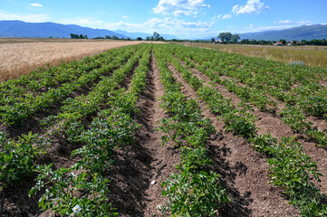 Fototapeta na wymiar Potato bushes in the field. Young potato crop growing in rows in spring. 
