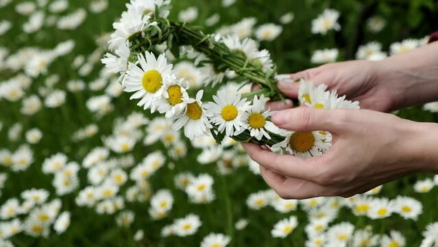 Women's hands make a wreath of daisies on the field. Weaving wreaths from flowers by hand.