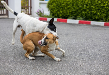Two brown and black and white Thai dogs are playing tease and biting merrily.