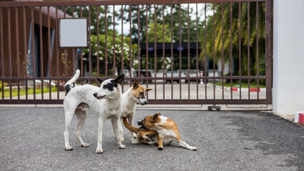 Three brown and white Thai dogs play and bite each other merrily on the roadside.