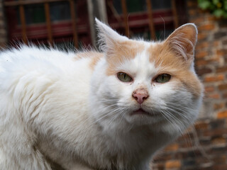 Stray cat from the streets of Bruges (Belgium)