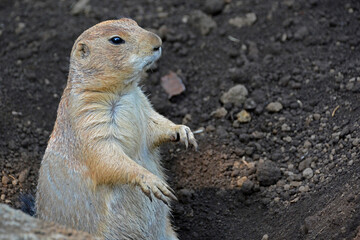 江戸川区自然動物園「オグロプレーリードッグ」