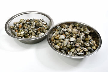 収穫されたアサリ