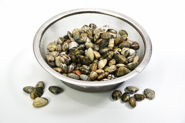 収穫されたアサリ