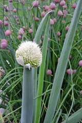 A flowering spring onion in a veggie garden, a clump of chives with purple buds in  the background