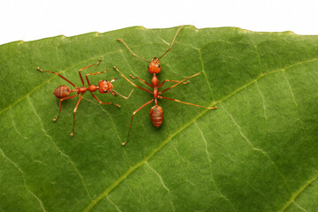 Close up Weaver ants on green leaf in nature