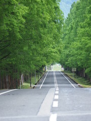 メタセコイア並木道とまっすぐ伸びた道路