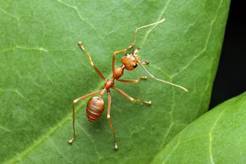 Close up Weaver ant on green leaf in nature