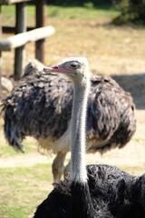 左を向く、ダチョウ