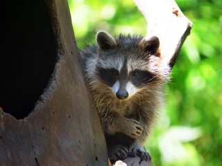 Raccoon in different action in the wild..