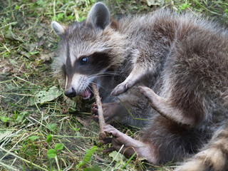 Raccoon in different action in the wild..