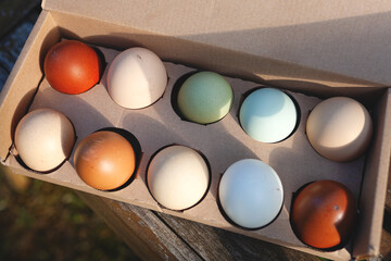 Packung mit verschieden farbigen Eiern, die Eier sind natürlich gefärbt durch unterschiedliche Rassen der Hühner