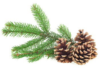 Pine cones and green fir tree branch isolated on a white background. Christmas decoration.