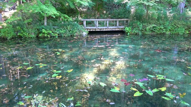 モネの池・名も無き池（岐阜県・関市）