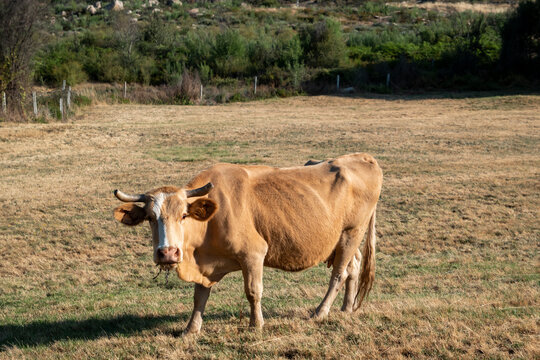 Vaca no pasto, pasto rodeado por montes. Vaca magra no pasto a comer erva enquanto olha para o fotografo