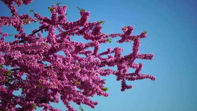 A close-up of pink flowers on Judas tree. Cercis canadensis purple blossom in sunny day. Close-up of Judas tree pink flowers. Selective focus. Nature concept for design.