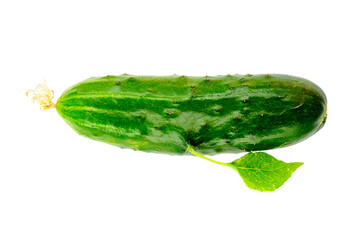 Organic green cucumber with leaf growing from hand like vegetable, isolate. Selective Focus on Cucumber