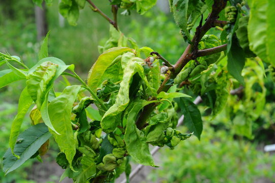 Peach curl is a disease caused by the fungus Taphrina deformance. Twisted young leaves close up