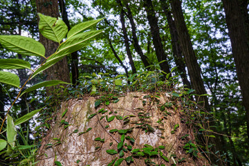 樹木の命の引き継ぎ
