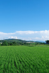 会津の田園風景