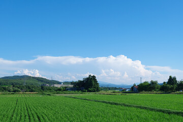 Fototapeta na wymiar 会津の田園風景