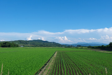 Fototapeta na wymiar 会津の田園風景