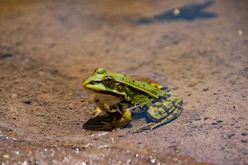 Frog sitting at the shore of a pond, Pelophylax esculentus