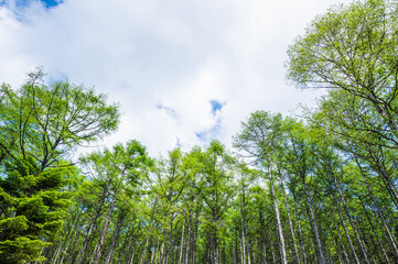 夏空と白樺林