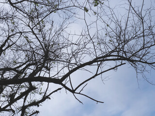 Silhouette tree branches over sky background.