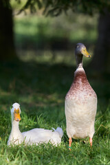 Fototapeta premium Two Indian runner ducks in garden