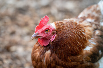 One free range chicken isolated, hen on a natural background