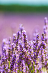 Lavender flower detail in a field in the south france provence.