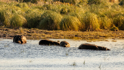 Pod of common hippopotamus (Hippopotamus amphibius), iSimangaliso Wetland Park, South Africa.