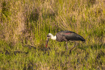 Woolly-necked or white-necked stork, Ciconia episcopus, is a large wading bird in the stork family Ciconiidae. Bird in the nature habitat, iSimangaliso Wetland Park, South Africa.